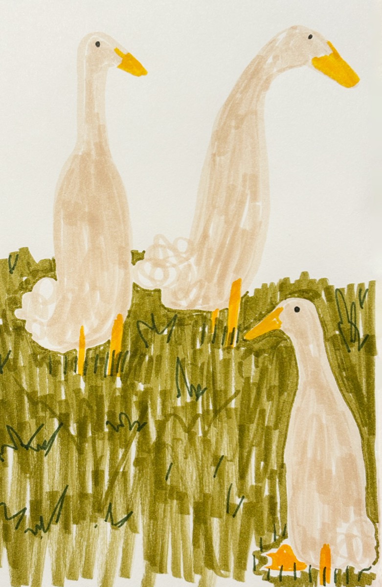 Ducks
