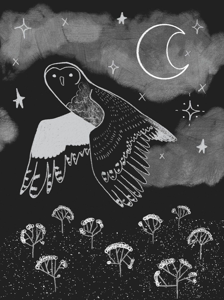 Owl